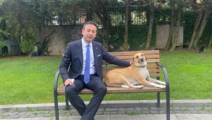 BEŞİKTAŞ'TA VETERİNER İŞLERİ MÜDÜRLÜĞÜ 7/24 HİZMET VERECEK