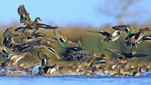 AKPli belediye UNESCO Dünya Mirasında yer alan Kızılırmak Deltası Kuş Cennetine otel yapacak