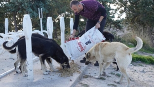 Çeşme Belediyesi soğuk havalarda sokak hayvanlarını unutmuyor