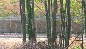 AKP'Lİ ŞİLE BELEDİYESİ NE İŞ YAPAR?